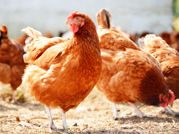 ΢Ԫϵһϵ˫رֳ˫ֵЧӦ