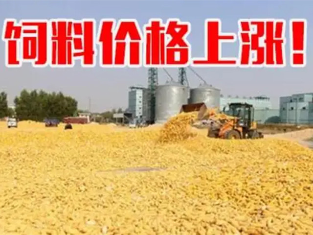 ںϼ۸ٴǣϳҲп࣡ﶬҪԵø