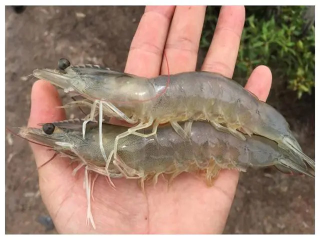 ϺֳʲôʱҪЩϺҪһҪղأ